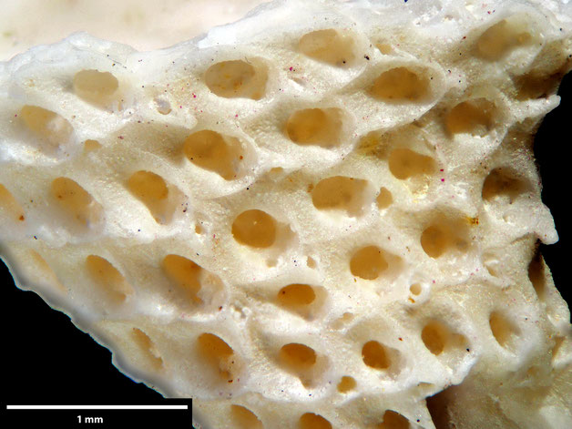Senckenberg, Bryozoa, Bryozoen, Moostierchen, Sammlung Voigt