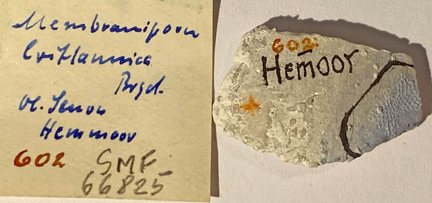 Senckenberg, Bryozoa, Bryozoen, Moostierchen, Sammlung Voigt