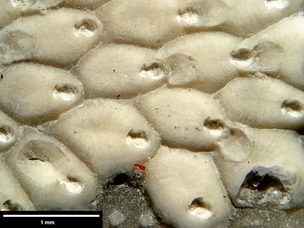Senckenberg, Bryozoa, Bryozoen, Moostierchen, Sammlung Voigt