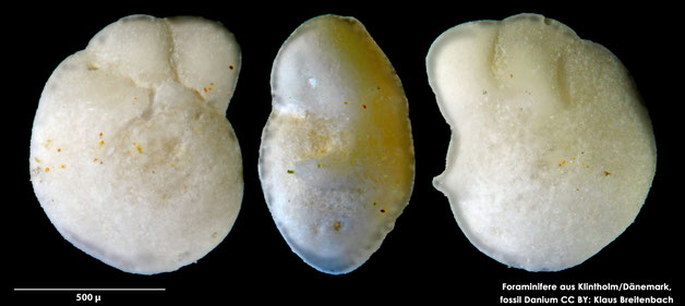 Foraminifere, Foraminifera, Bryozoa, Senckenberg, fossil, Klintholm, Dänemark, Danium