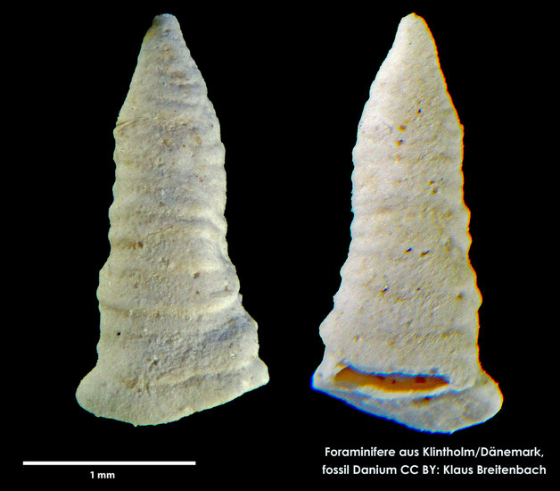 Foraminifere, Foraminifera, Bryozoa, Senckenberg, fossil, Klintholm, Dänemark, Danium
