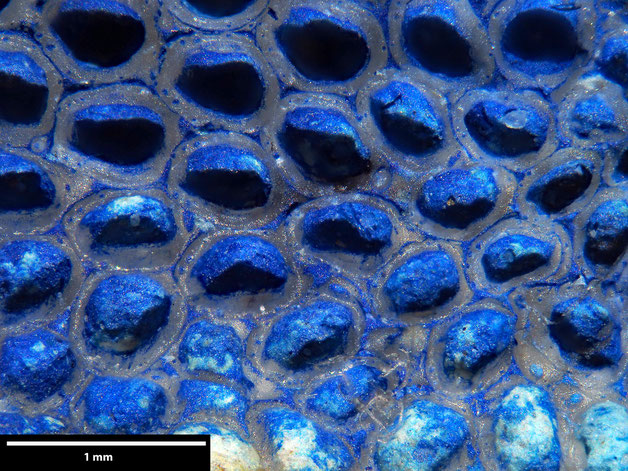 Senckenberg, Bryozoa, Bryozoen, Moostierchen, Sammlung Voigt