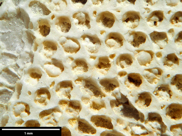 Senckenberg, Bryozoa, Bryozoen, Moostierchen, Sammlung Voigt