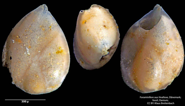 Foraminifere, Foraminifera, Bryozoa, Senckenberg, fossil, Hvallose, Dänemark, Danium
