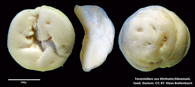 Foraminifere, Foraminifera, Bryozoa, Senckenberg, fossil, Klintholm, Dänemark, Danium