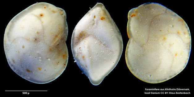 Foraminifere, Foraminifera, Bryozoa, Senckenberg, fossil, Klintholm, Dänemark, Danium