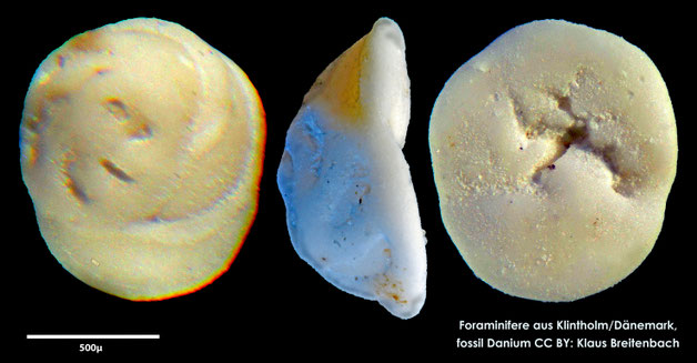 Foraminifere, Foraminifera, Bryozoa, Senckenberg, fossil, Klintholm, Dänemark, Danium