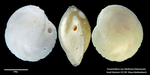 Foraminifere, Foraminifera, Bryozoa, Senckenberg, fossil, Klintholm, Dänemark, Danium