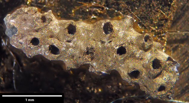 Senckenberg, Bryozoa, Bryozoen, Moostierchen, Sammlung Voigt
