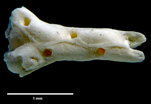 Senckenberg, Bryozoa, Bryozoen, Moostierchen, Sammlung Voigt