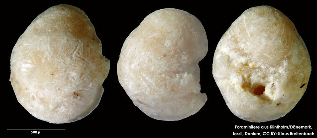 Foraminifere, Foraminifera, Bryozoa, Senckenberg, fossil, Klintholm, Dänemark, Danium