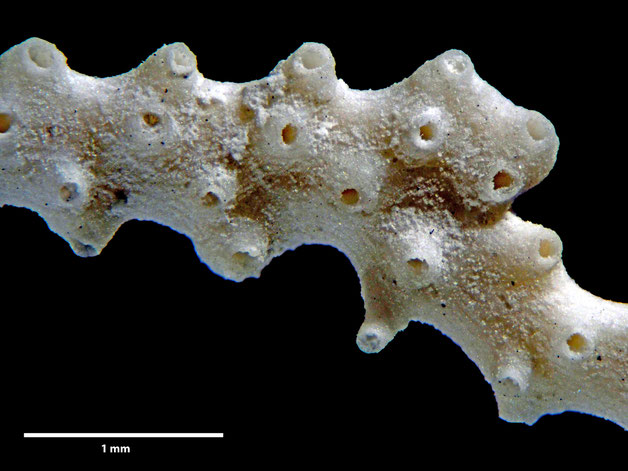 Senckenberg, Bryozoa, Bryozoen, Moostierchen, Sammlung Voigt