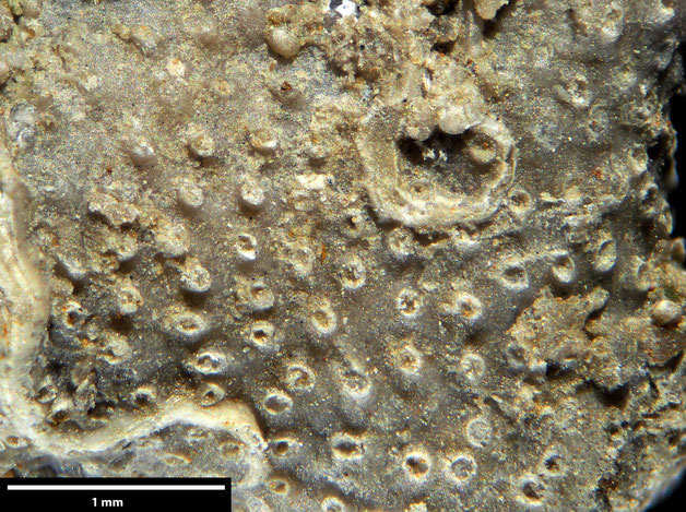 Senckenberg, Bryozoa, Bryozoen, Moostierchen, Sammlung Voigt