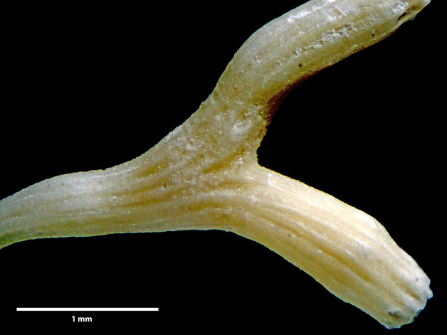 Senckenberg, Bryozoa, Bryozoen, Moostierchen, Sammlung Voigt