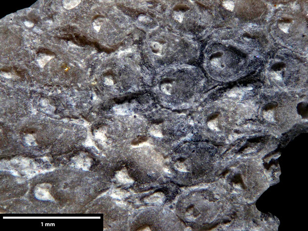 Senckenberg, Bryozoa, Bryozoen, Moostierchen, Sammlung Voigt