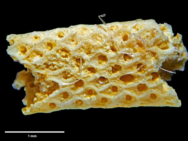 Senckenberg, Bryozoa, Bryozoen, Moostierchen, Sammlung Voigt