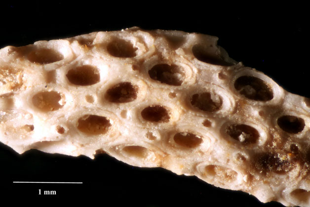 Senckenberg, Bryozoa, Bryozoen, Moostierchen, Sammlung Voigt