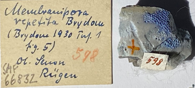 Senckenberg, Bryozoa, Bryozoen, Moostierchen, Sammlung Voigt