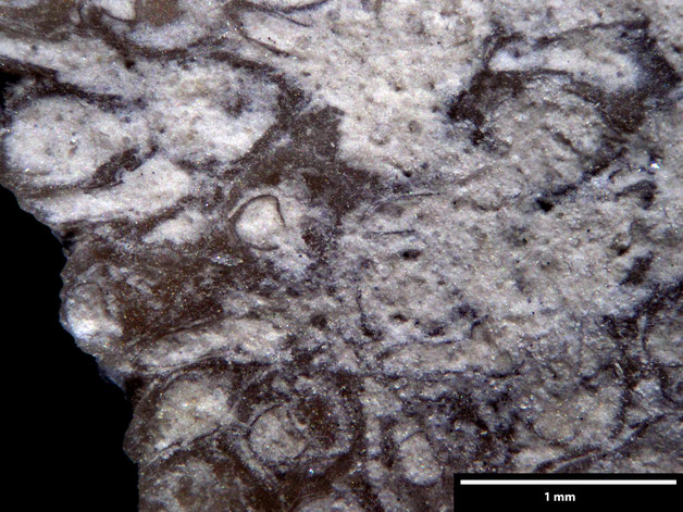 Senckenberg, Bryozoa, Bryozoen, Moostierchen, Sammlung Voigt