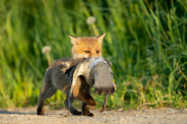 Stolzer Junger Rotfuchs mit Taube im Kanton Aargau