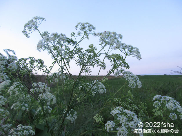 画像：2022/05/23 シャクの花