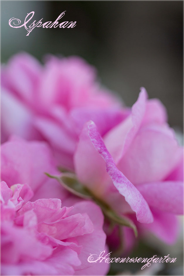 Rosen Rosenblog Hexenrosengarten Ispahan Damaszenerrose einmalblühend gefüllt Duftrose rosa Alte Rosen Rosiger Adventskalender