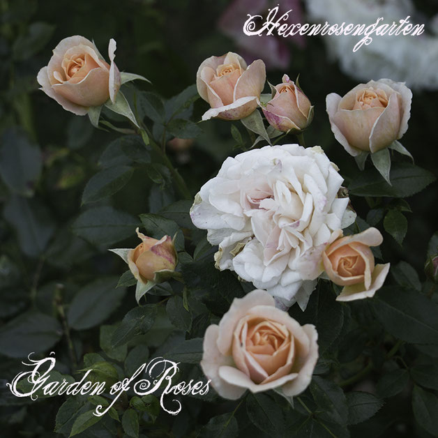 Robuste Rosen Hexenrosengarten Rosenblog Kordes Blattgesundheit Beetrose Garden of Roses ADR-Prädikat