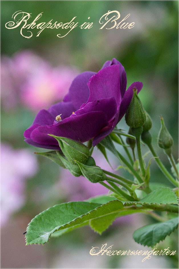 Rosen Rosenblog Hexenrosengarten Rhapsody in Blue Colishaw Warner lila purpur Staubgefäße Rosiger Adventskalender