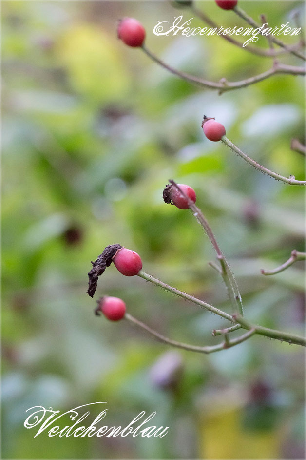 Rosen Rosenblog Hexenrosengarten Veilchenblau Rambler Stachellos Kiese Schmidt Lindenblütenduft Rosiger Adventskalender