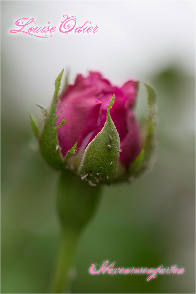 Rosen Rosenblog Hexenrosengarten Bourbonrose Margottin Louise Odier Duftrose Rosiger Adventskalender