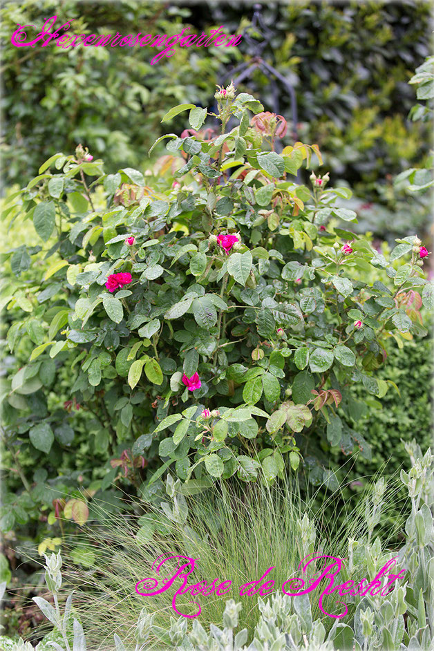 Rosen Rosenblog Hexenrosengarten Duftrose Damaszenerrose Persien Rose de Resht Küchenrose Rosiger Adventskalender