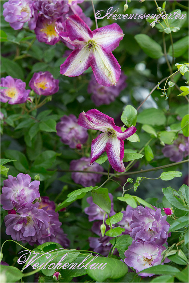 Rosen Rosenblog Hexenrosengarten Veilchenblau Rambler Stachellos Kiese Schmidt Lindenblütenduft Rosiger Adventskalender