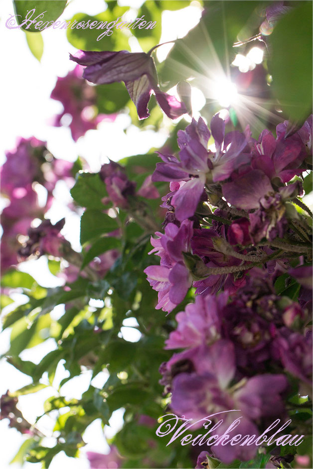 Rosen Rosenblog Hexenrosengarten Veilchenblau Rambler Stachellos Kiese Schmidt Lindenblütenduft Rosiger Adventskalender