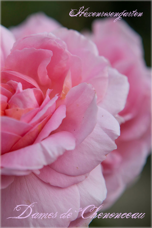 Rosen Rosenblog Hexenrosengarten Floribunda Delbard Dames de Chenonceau  Duftrose Rosiger Adventskalender