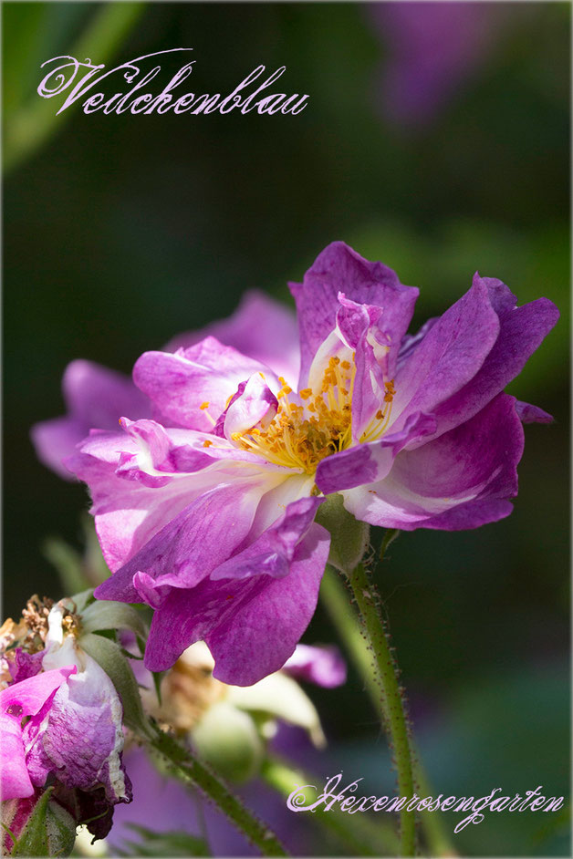 Rosen Rosenblog Hexenrosengarten Veilchenblau Rambler Stachellos Kiese Schmidt Lindenblütenduft Rosiger Adventskalender