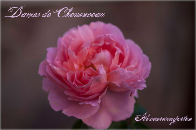 Rosen Rosenblog Hexenrosengarten Floribunda Delbard Dames de Chenonceau Duftrose Rosiger Adventskalender