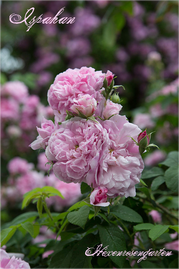 Rosen Rosenblog Hexenrosengarten Ispahan Damaszenerrose einmalblühend gefüllt Duftrose rosa Alte Rosen Rosiger Adventskalender