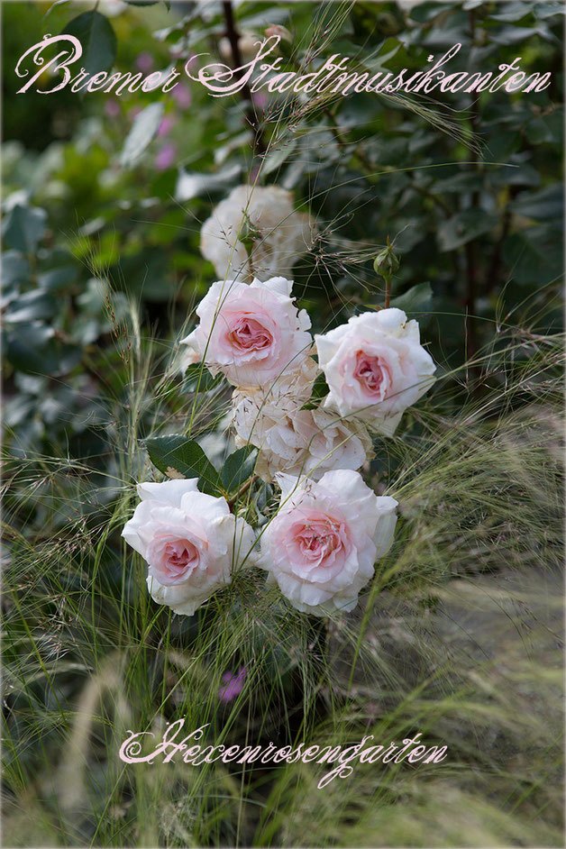 Rosen Rosenblog Hexenrosengarten cremerosa Kordes Strauchrose Bremer Stadtmusikanten Belami Pearl Rosiger Adventskalender