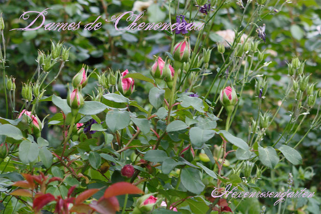 Rosen Rosenblog Hexenrosengarten Floribunda Delbard Dames de Chenonceau Duftrose Rosiger Adventskalender