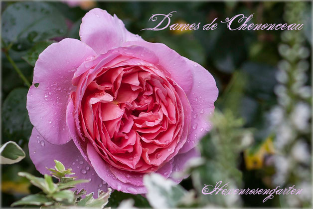 Rosen Rosenblog Hexenrosengarten Floribunda Delbard Dames de Chenonceau  Duftrose Rosiger Adventskalender