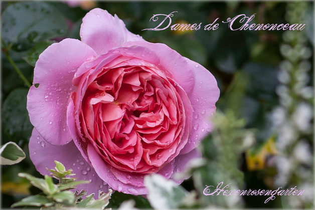 Rosen Rosenblog Hexenrosengarten Floribunda Delbard Dames de Chenonceau Duftrose Rosiger Adventskalender