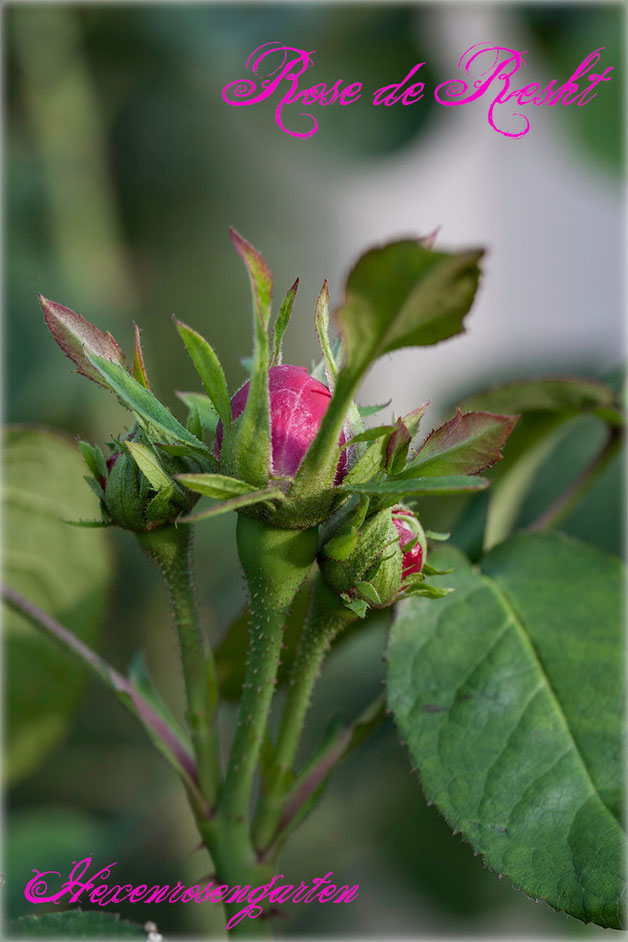 Rosen Rosenblog Hexenrosengarten Duftrose Damaszenerrose Persien Rose de Resht Küchenrose Rosiger Adventskalender