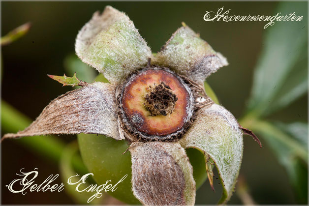 Rosen Rosenblog Hexenrosengarten Kordes Gelber Engel Beetrose Hagebutten Rosiger Adventskalender