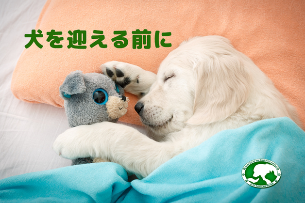 犬を家庭に迎える前に準備すること