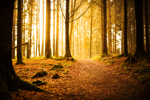 Der selbe Wald tut meinem Herzen auch heute noch gut - Bild 2016