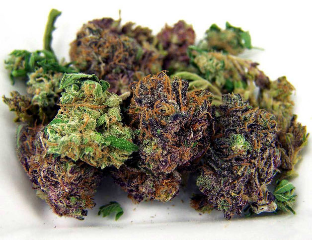 Cannabis Buds con verschiedenen Cannabis Sorten 