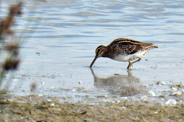 Kleiner Vogel mit langem Schnabel – die Bekassine.