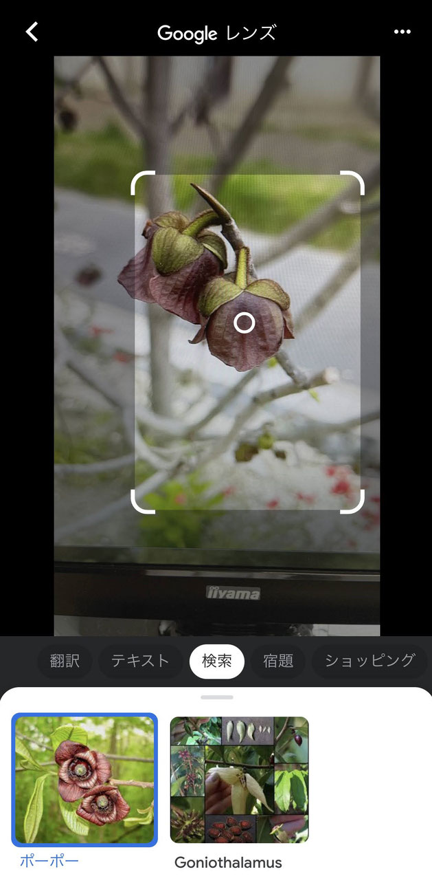 私のPCのイイヤマのディスプレイに写った花をグーグルレンズで検索した