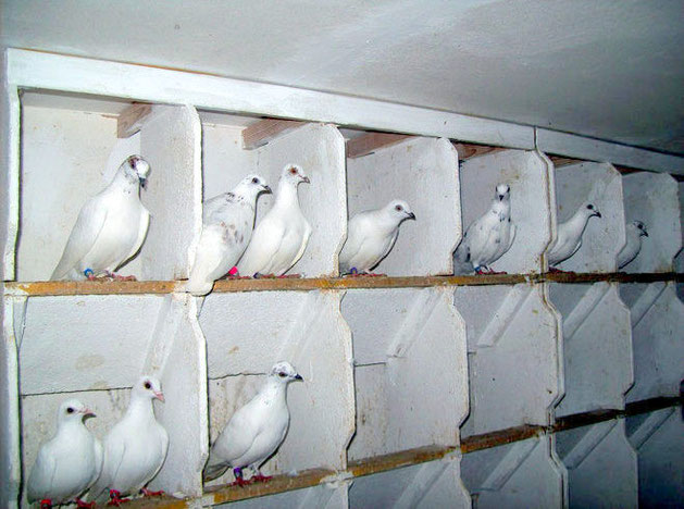 Zuchttauben 2021 - Wiener Hochflugtauben