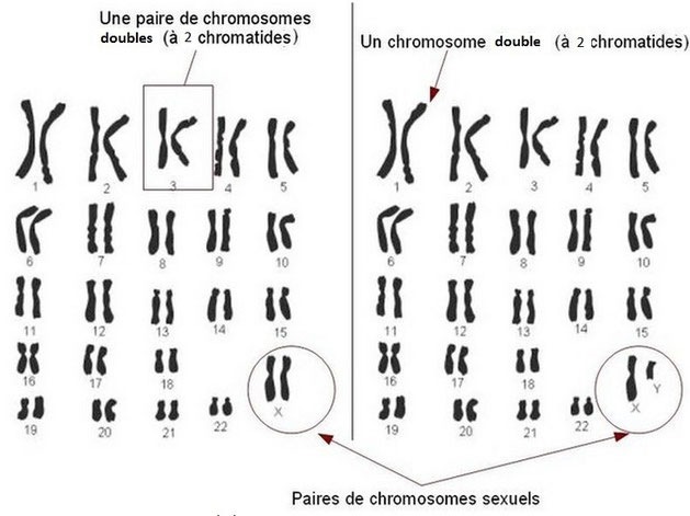 Caryotype humain interprété. Et ce n'est pas une erreur, j'ai noté "chromosome double" même si on ne voit qu'un seul "bâton"  (voir explication plus haut). Sources: internet.